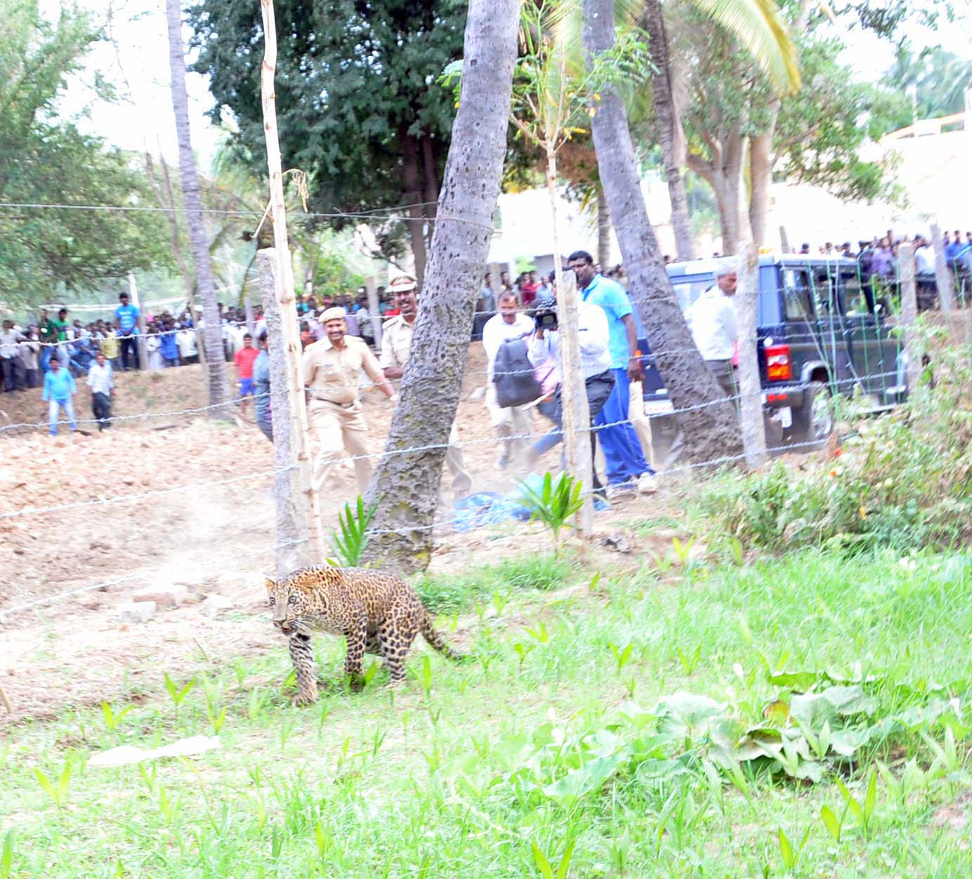 ತುಮಕೂರು: ಆಹಾರ ಅರಸಿ ಬಂದ ಚಿರತೆ